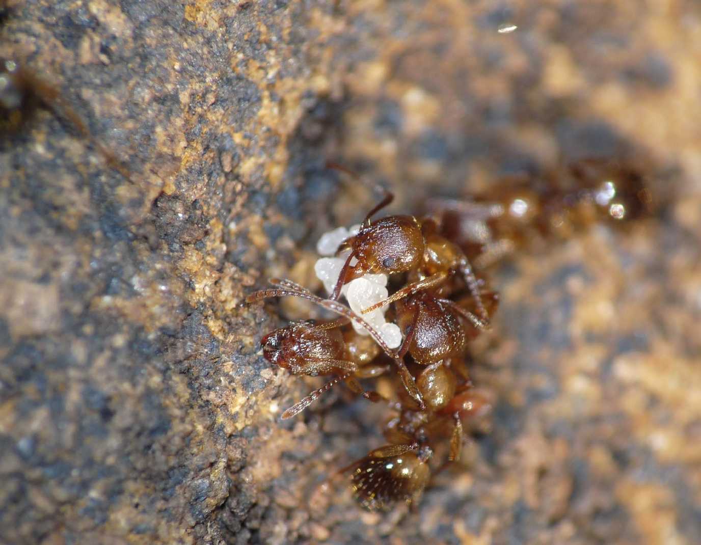 Formiche brune: Aphaenogaster cfr. subterranea